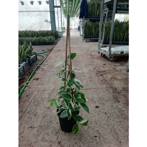 Pianta Hoya Carnosa Variegata in vari formati - Piante da Interno