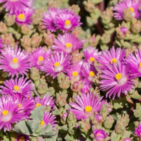 PIANTEWEB Pianta Mesembryanthemum o Barba di Giove Vaso: 18 Basket