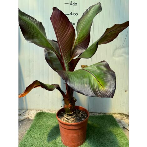 Pianta Musa Maurelli, Banano rosso foto reali