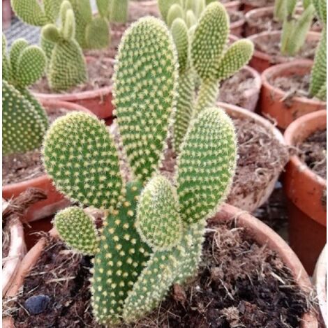 PIANTEWEB Pianta Opuntia Microdasys var. Pallida in Vaso in Coccio