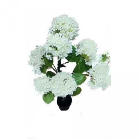 Pianta ornamentale Ortensia colore bianco 150H con vaso