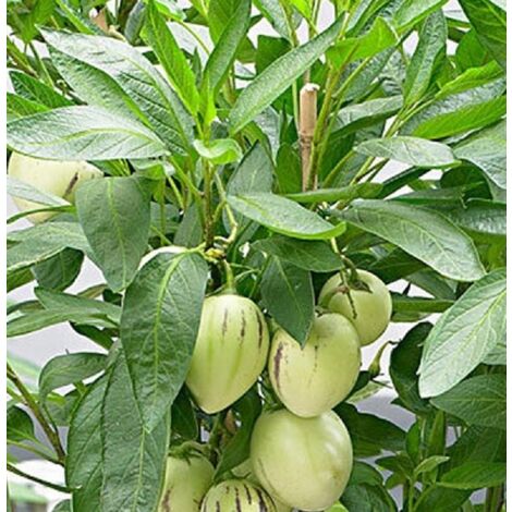 PIANTEWEB Pianta Pepino