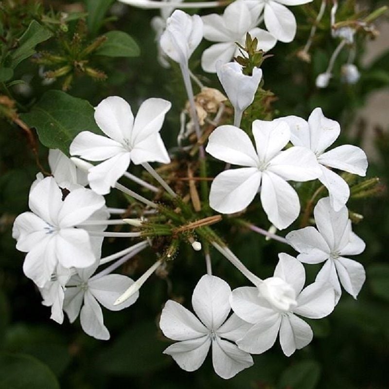 Pianta Plumbago Colore: Bianco - Vaso: 18