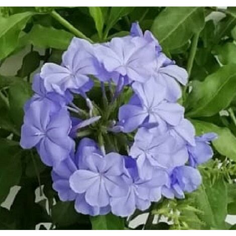 Pianta Plumbago Capensis Blu 20 Pezzi in Vaso 7cm - Piante da Ricoltivare
