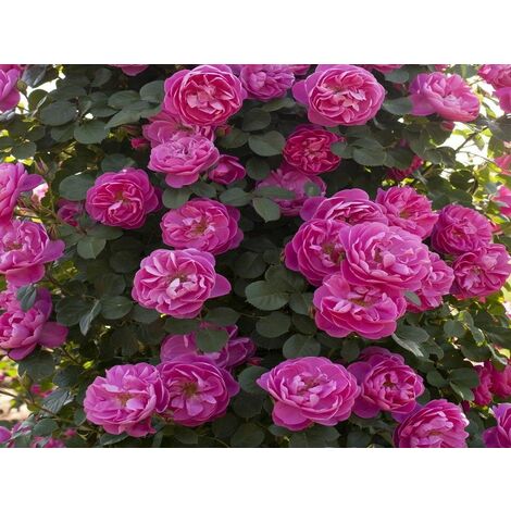 AMDGARDEN Pianta ROSA BREVETTATA ALLEGRO ®MEILLAND RAMPICANTE PROFUMATA vaso20