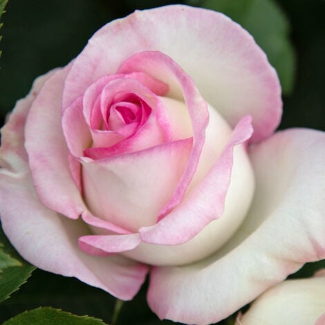 Pianta Rosa Moonstone, foto reali