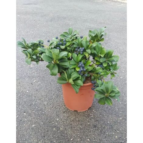 PIANTA SEMPREVERDE DI RAPHIOLEPIS UMBELLATA IN VASO CM 24  (foto reale)