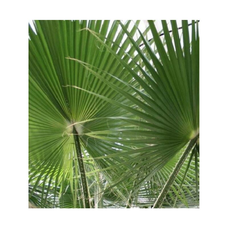 40Pz Pianta Waschingtonia Filifera