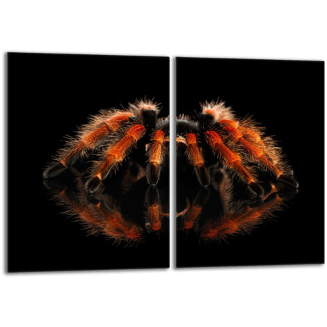 Piastra protettiva in vetro per stufa 2x40x52 Spider