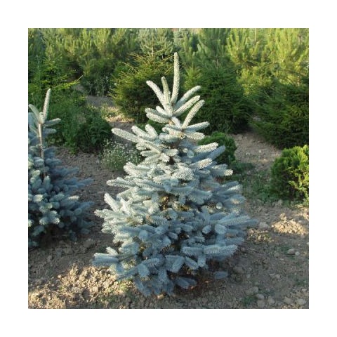 

Eljardinensupuerta - Picea pungens var.oldenburg - Picea de colorado - Contenedor de 7Litros - 60/80cm de altura - (To)