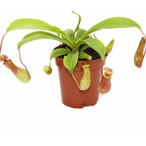 Pichet - Nepenthes - Pot de 9cm
