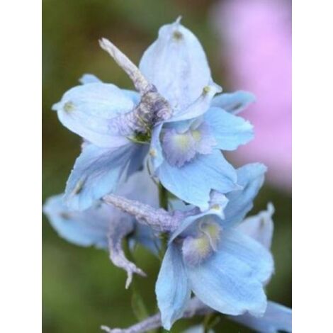 Pied d'Alouette belladone 'Cliveden Beauty' Godet de 7/8 cm