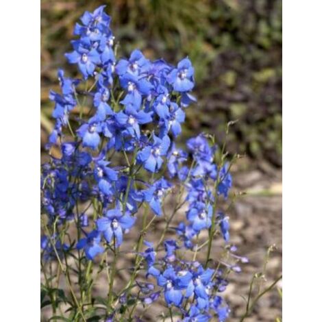 Pied d'Alouette belladone 'Piccolo' Godet de 8/9 cm