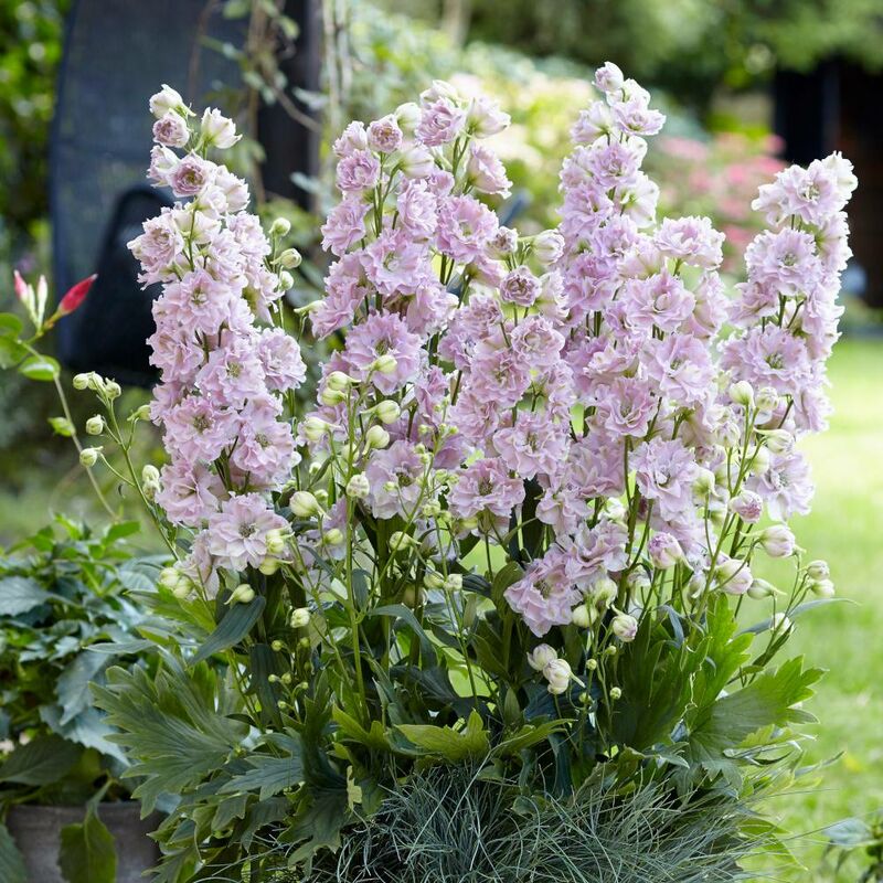 Pied-d'alouette x Cinderella® 'DD2011' | Conditionnement: Lot de 5 godets