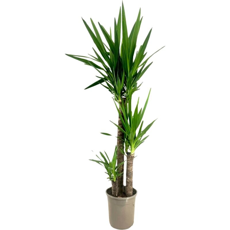 Pied d'éléphant - Yucca elephantipes - Hauteur 130-140cm - ⌀24cm