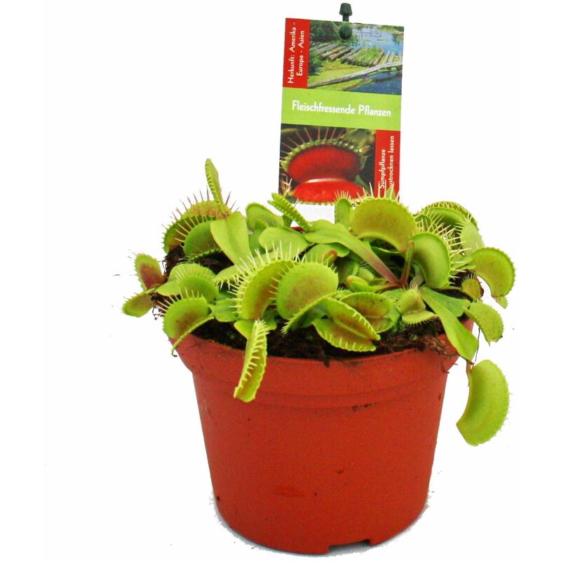 Exotenherz - Piège à mouches Vénus - Dionaea muscipula - pot de 12cm