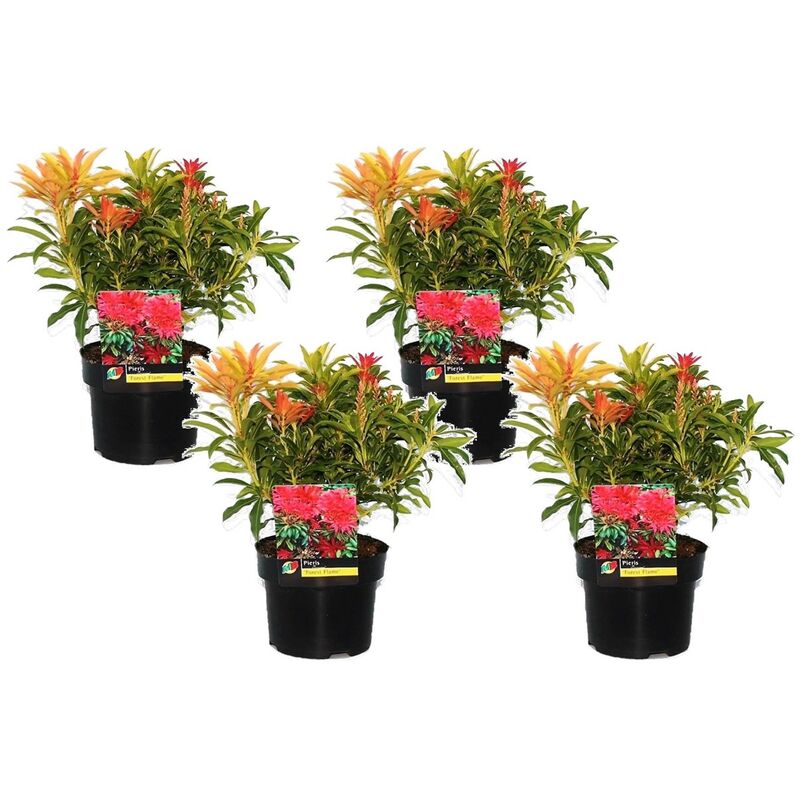 Plant In A Box - Pieris 'Flamme de forêt' - Set de 4 - Robuste arbuste - ⌀17cm - Hauteur 25-40cm - Blanc