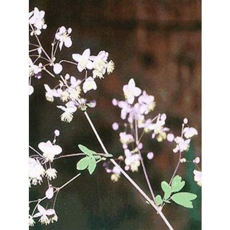 Pigamon de Delavayi 'Album' Godet de 8/9 cm