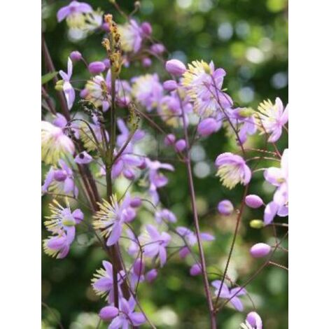 Pigamon de Delavayi 'Ankum' Godet de 8/9 cm