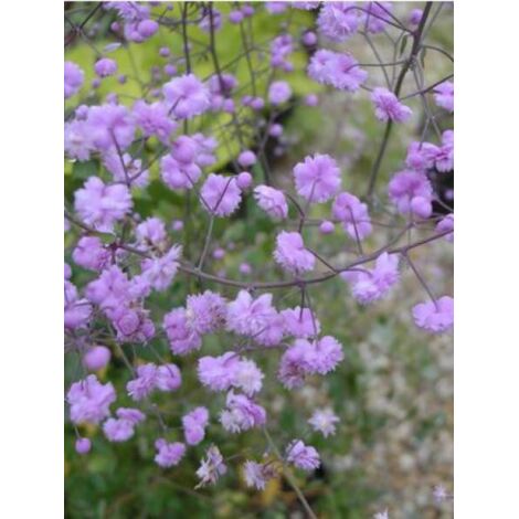 Pigamon de Delavayi 'Hewitt's Double' Godet de 8/9 cm
