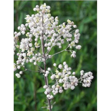 Pigamon de Delavayi 'Splendide Album'® Godet de 8/9 cm