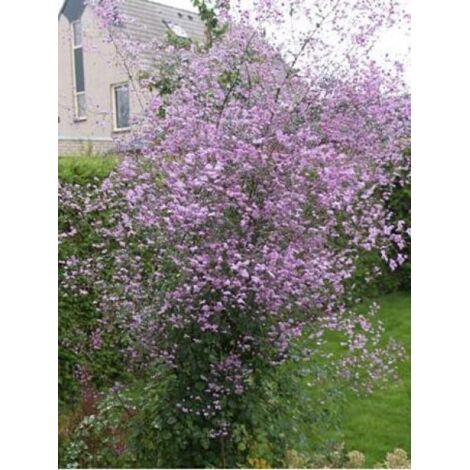 Pigamon de Delavayi 'Splendide'® Godet de 8/9 cm