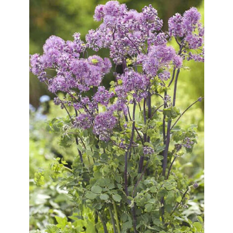 Pigamon 'Purplelicious' Godet de 8/9 cm