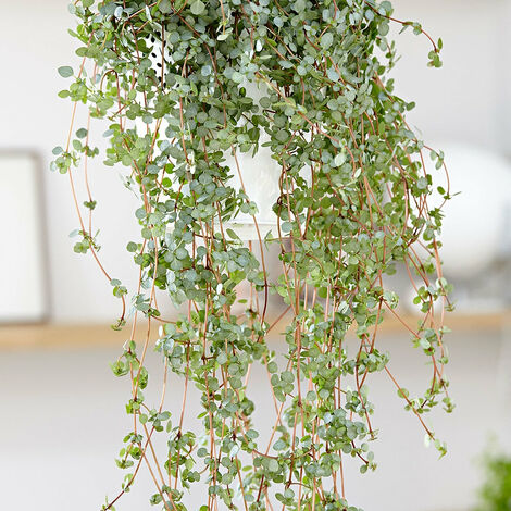 Pilea glaucophylla - Le pot de 14 cm. Hauteur livrée 30/35cm. - Willemse