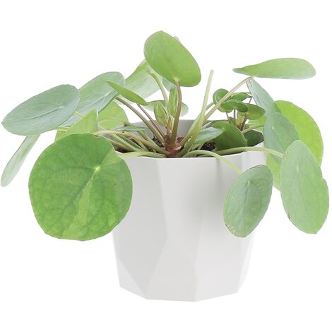 Pilea Peperomioides con Eco-Vaso Rock Grey - Pianta delle Monete Cinesi - H 15-25 cm e Vaso Ø 12 cm