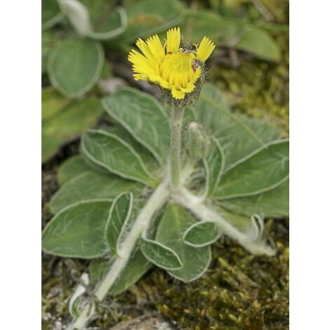 Piloselle Godet de 8/9 cm