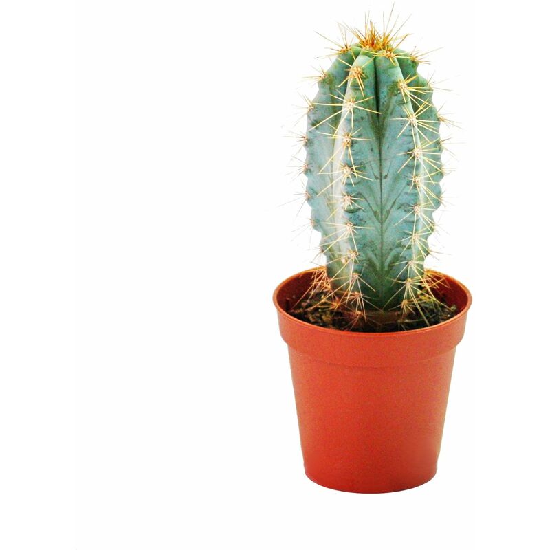 Pilosocereus azureus - petite plante dans un pot de 5,5 cm