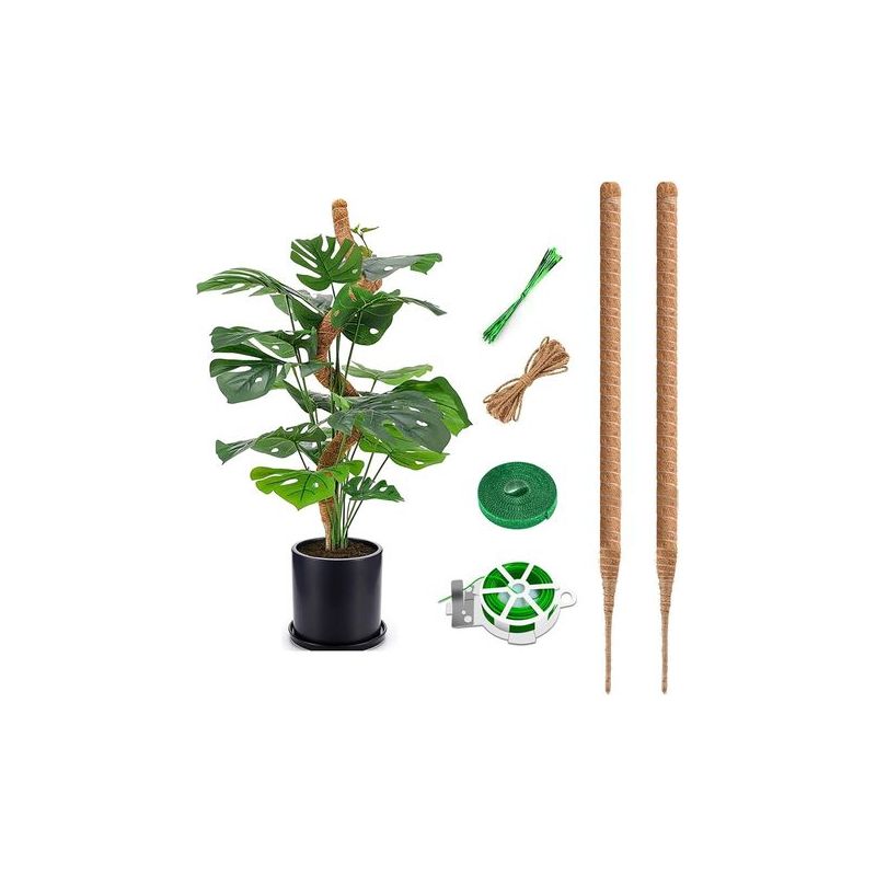 monstera deliciosa borsigiana albo Monstera deliciosa 'Albo Borsigiana' – Mari's Gardens