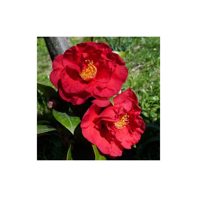 Camellia Japonica 'Dr Burnside' pot 18cm H90 photo actuelle