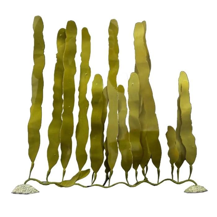 Aqua D'ella Aquarium Aqua-della Caulerpa Künstliche Pflanze 40 Cm Realistisch