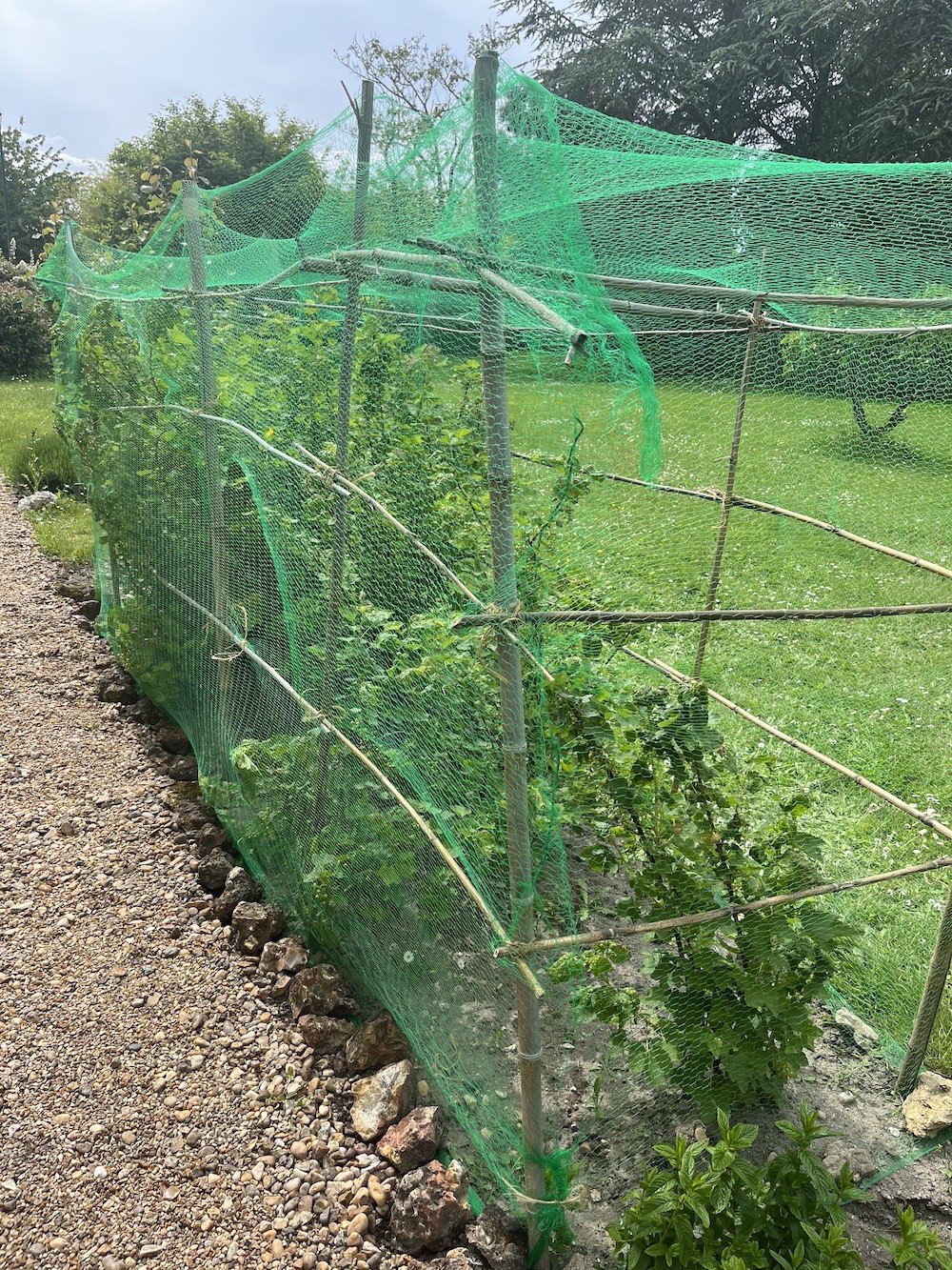 Filet De Protection De Vos Récoltes Vert, Mono-filament 8 X 8 M