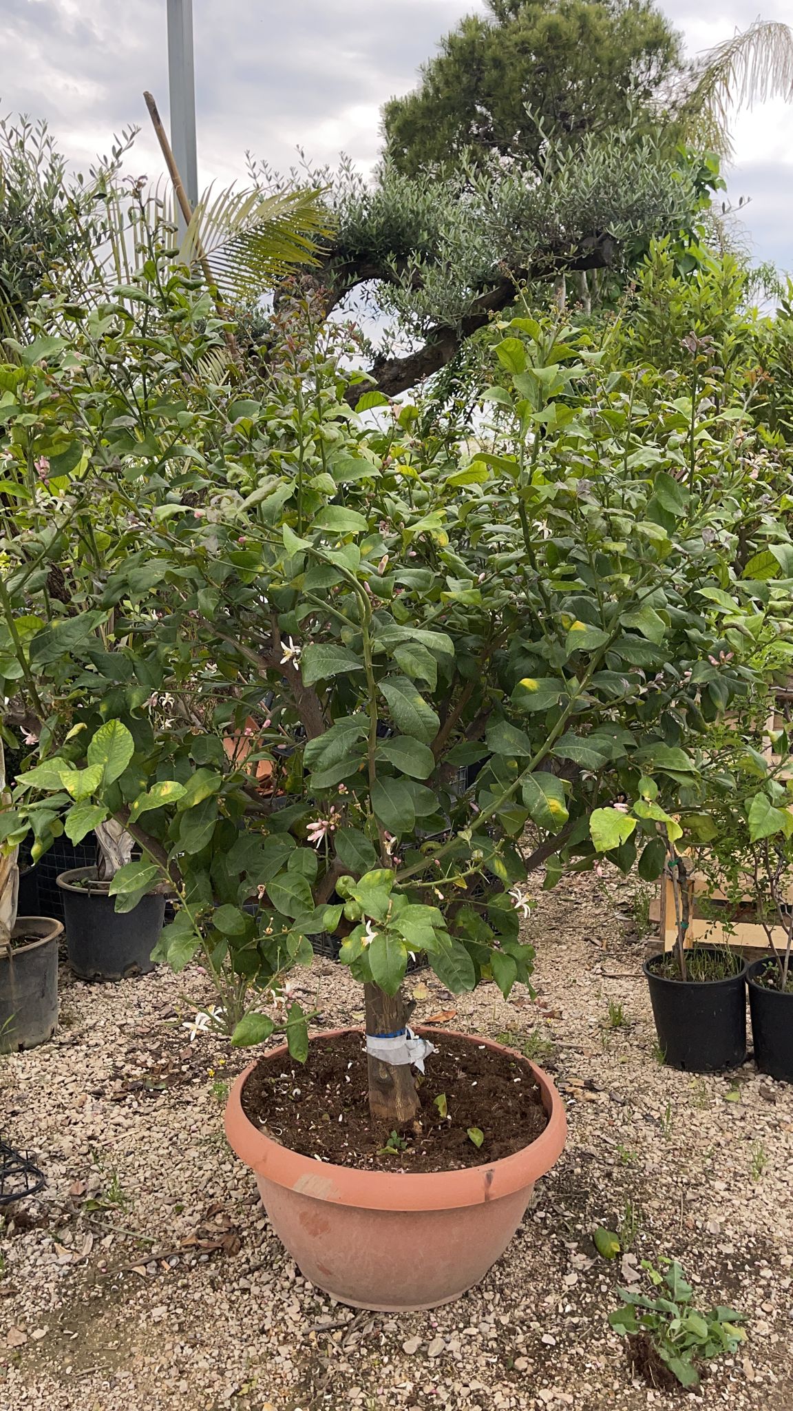 Vivaio Garden Forest Limone 4 Stagioni In Ciotola 70 Cm H 180cm Pia...