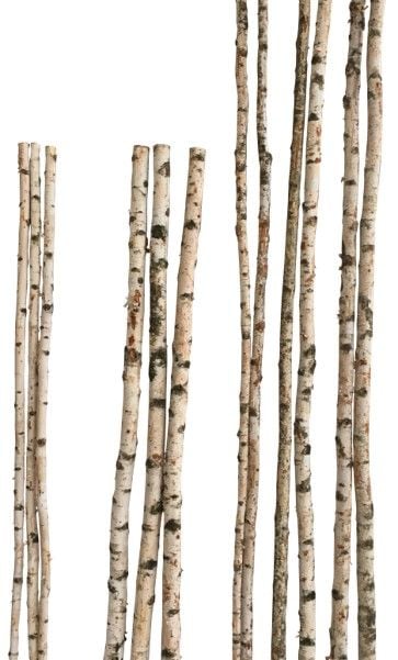 Birkenstamm 180 cm ø 2-4 cm - Image 2