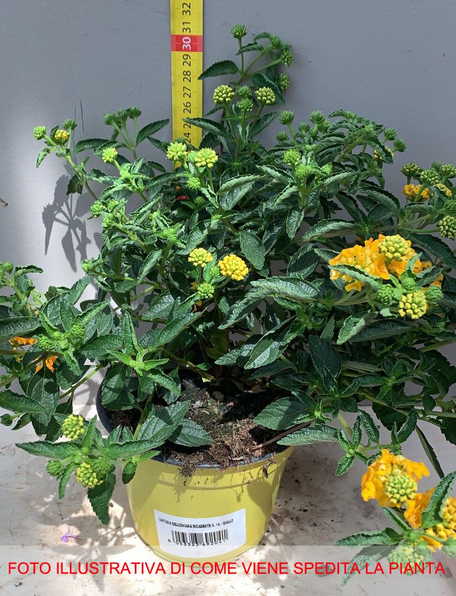 Vivaio Garden Forest Stock Lotto 10 Lantana Sellowiana Gialla aranc...