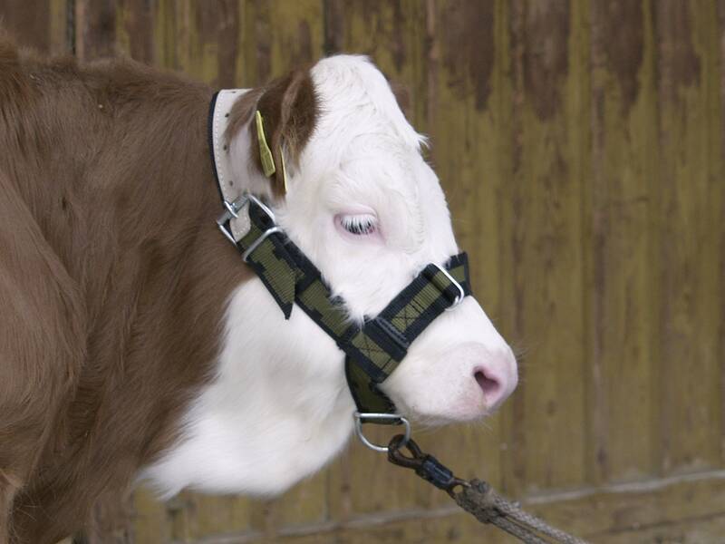 Kerbl Halfter Für Kalb, Grün Und Schwarz 4018653125151