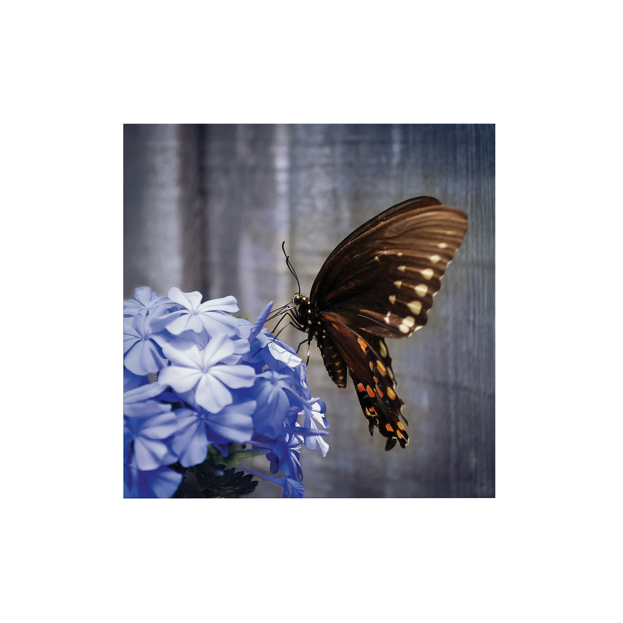 Art For The Home Outdoor Leinwandbild Garten Wanddeko - Schmetterling - 50x50cm