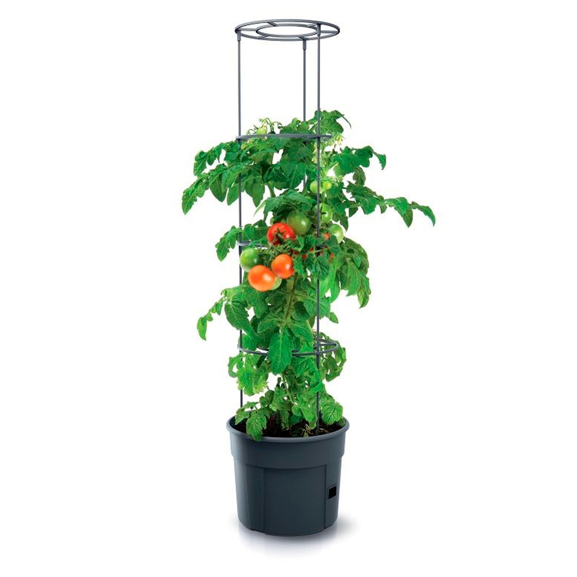 Jardinière De Tomates Prosperplast Jardinière De Tomates En Plastique Anthracite 39,2 (longueur) X 39,2 (largeur) X 31,5-153 (hauteur) Cm - Anthracite