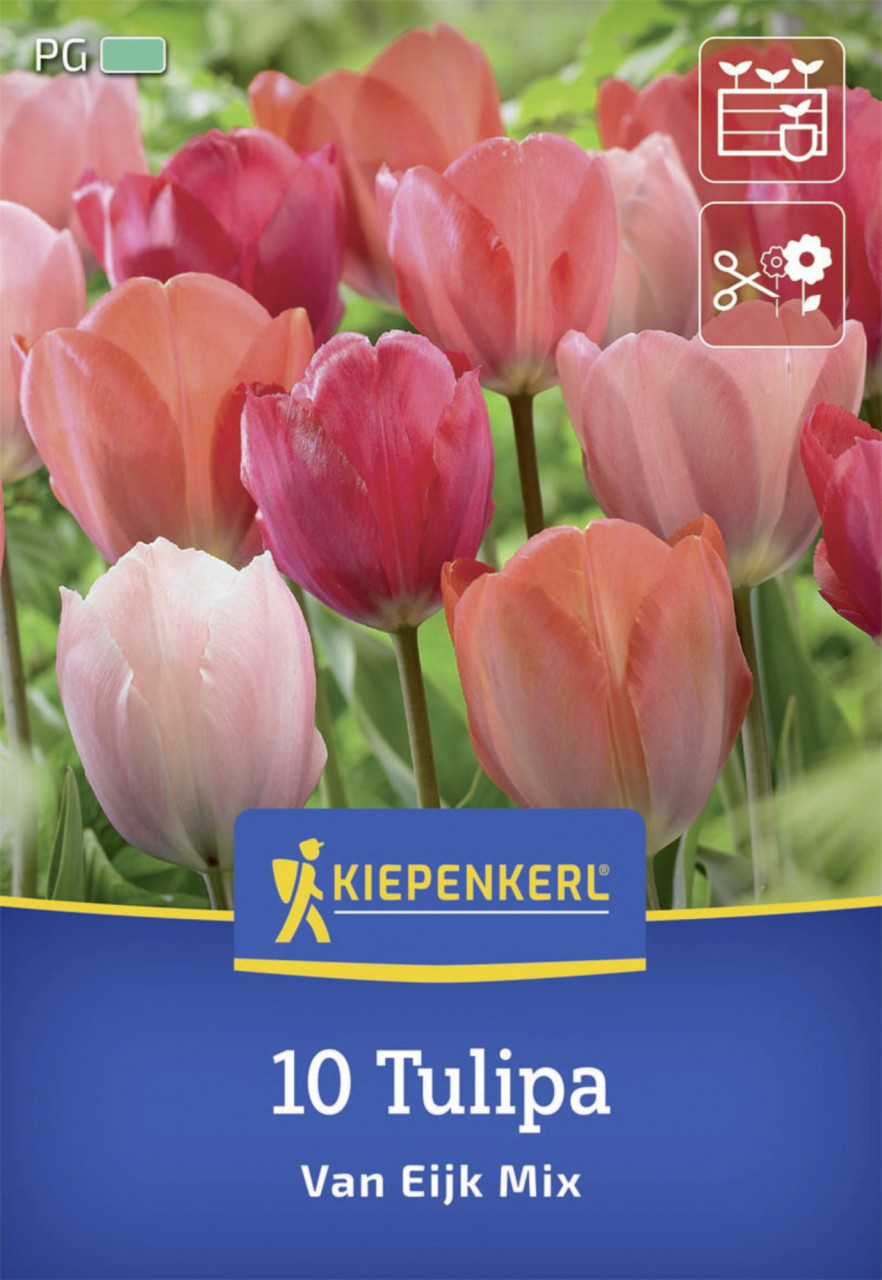 Kiepenkerl Darwin-Hybrid-Tulpe "Van Eijk Mix", 10 Zwiebeln, rot - Image 3