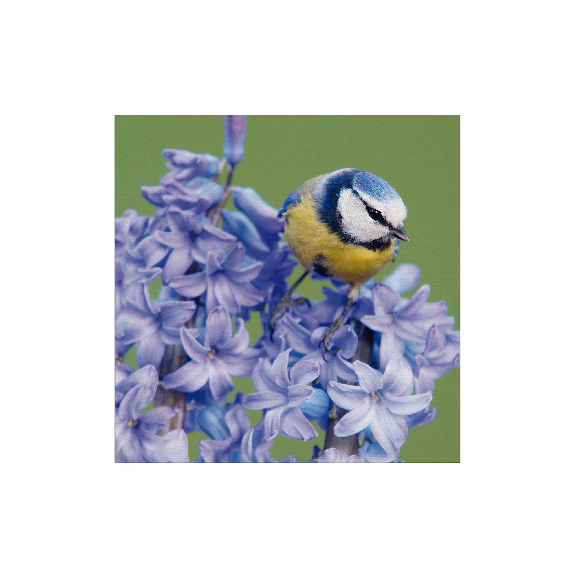 Art For The Home Outdooor Leinwandbild - Vogel - 50x50cm