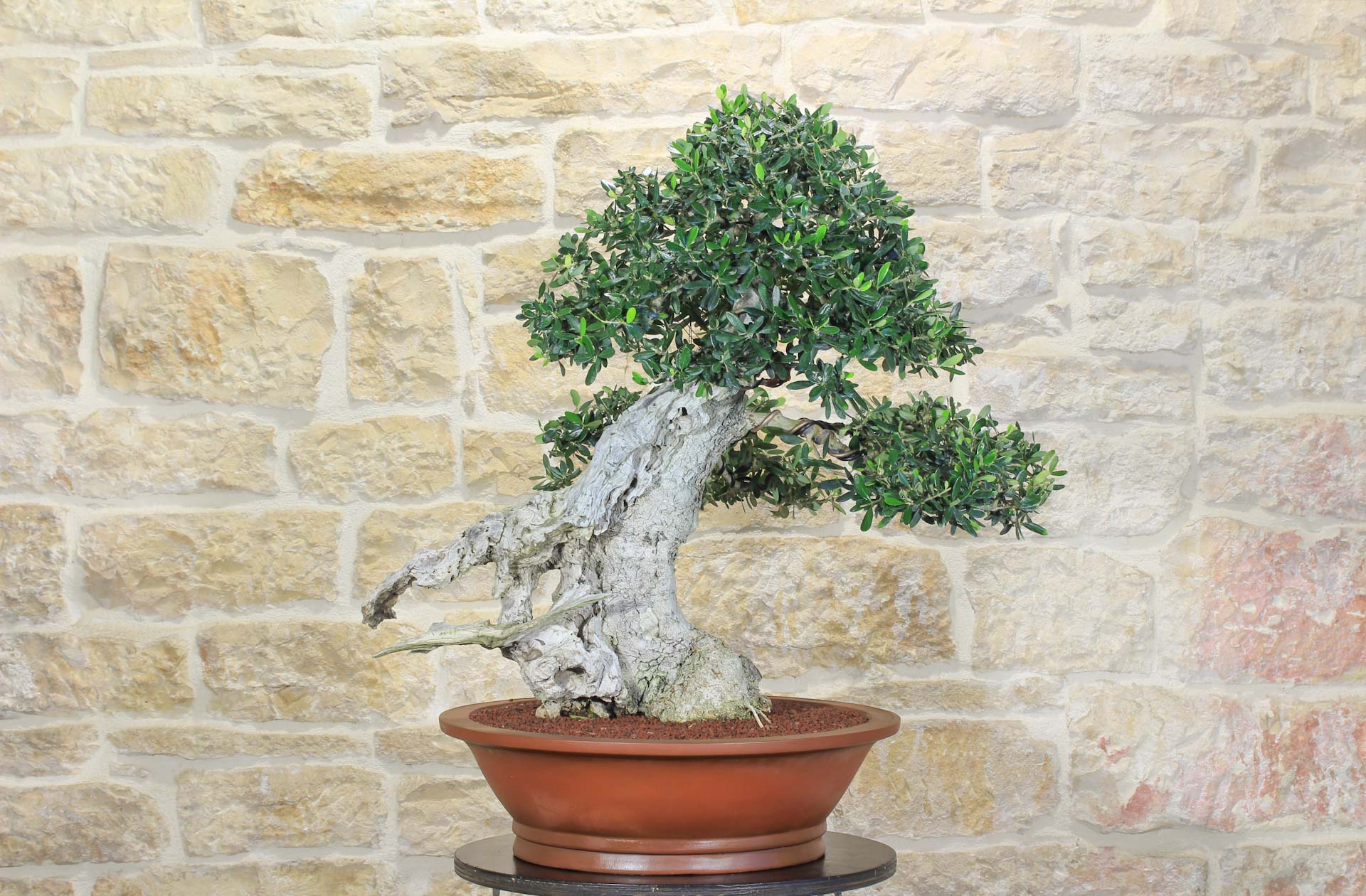 Bonsai Di Olivo 159 