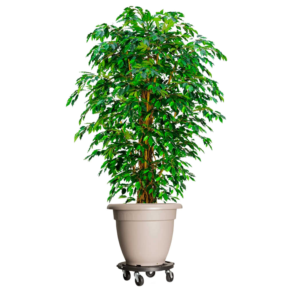 Vidaxl Schwarz Plant Trolleys With Wheels 5 Pcs Diameter 40 Cm Black 275 Kg