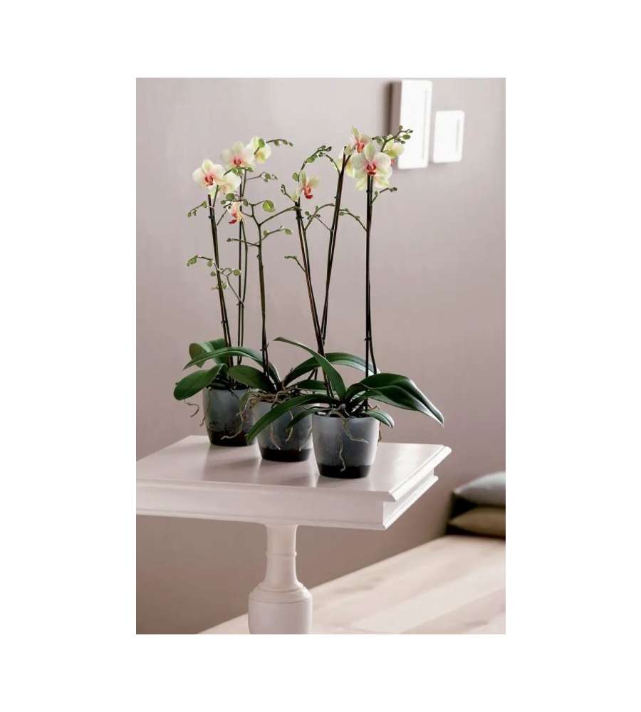 Vaso Orchidee Brussels Orchid 12,5cm Transparent Elho