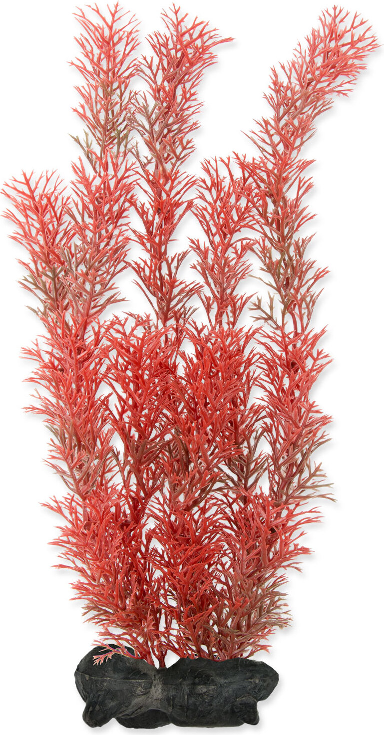 Aquarium Tetra Foxtail Red Wartungsfrei 30 Cm