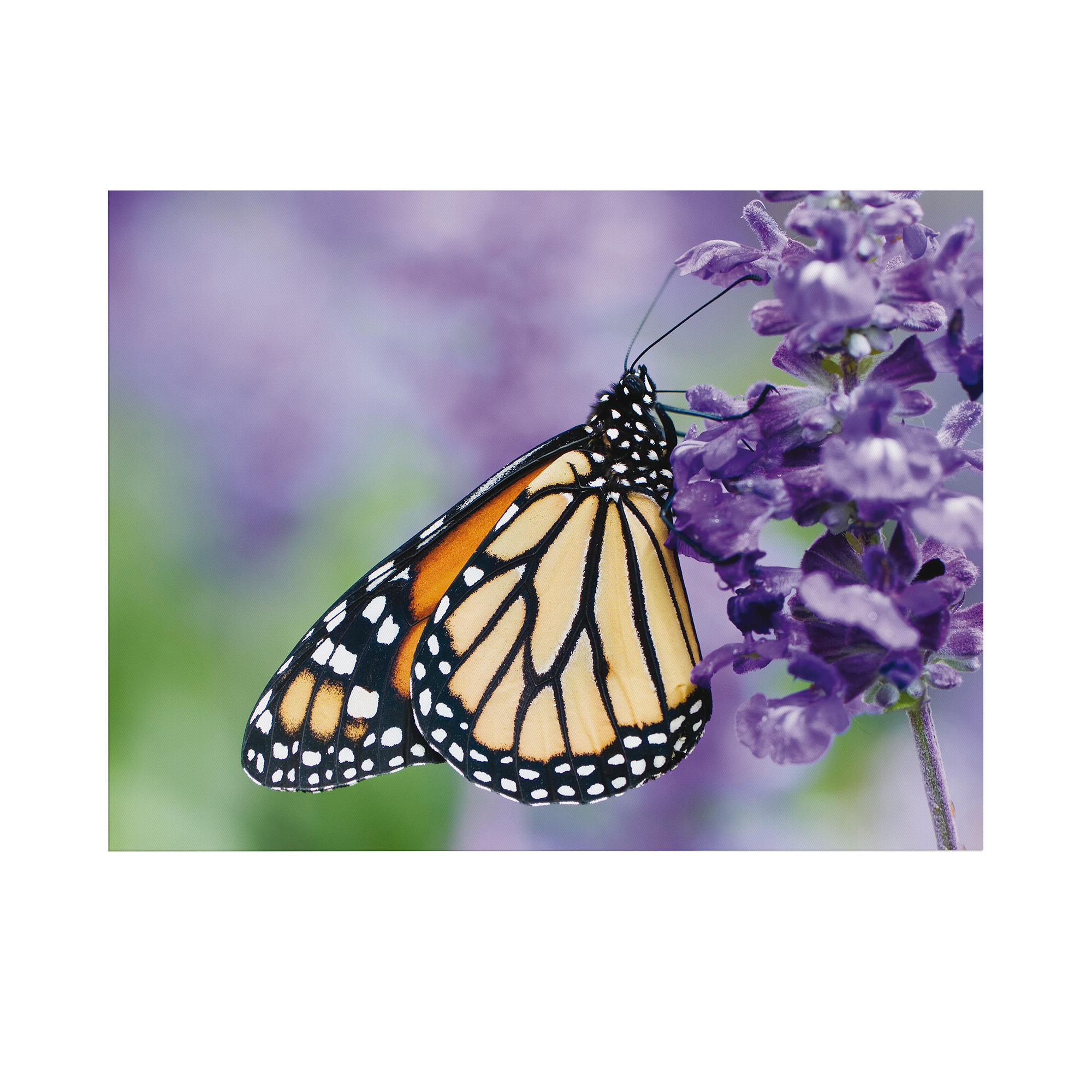 Art For The Home Outdoor Leinwandbild Garten Wanddeko - Schmetterling - 50x70cm