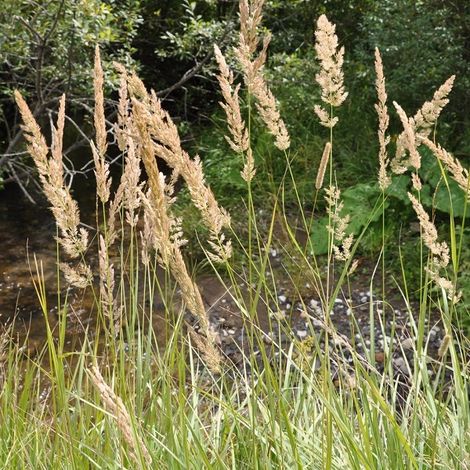 4 x Stipe calamagrostide - Calamagrostis arundinacea - godet (1/4)