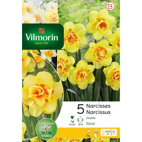 Vilmorin Narcisse Tahiti (x5) (1/2)